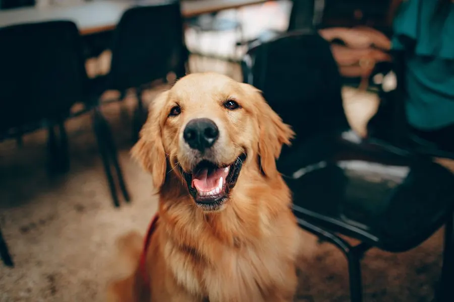 笑顔の犬（イメージ写真）
